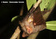 Rhinolophus trifoliatus