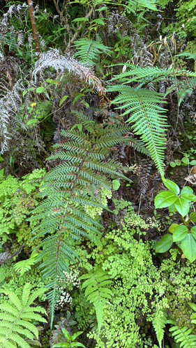 Pityrogramma austroamericana observed 2025-07-24