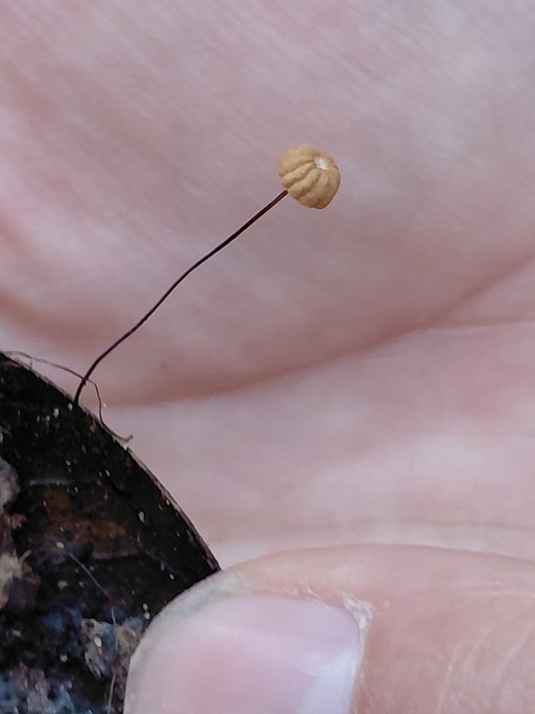 Marasmius bulliardii
