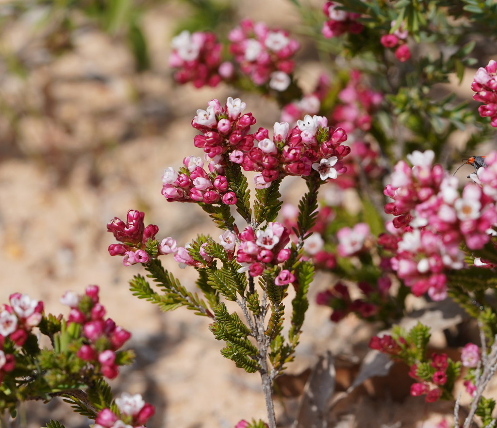 Fringed heath myrtle