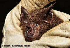Rhinolophus luctus