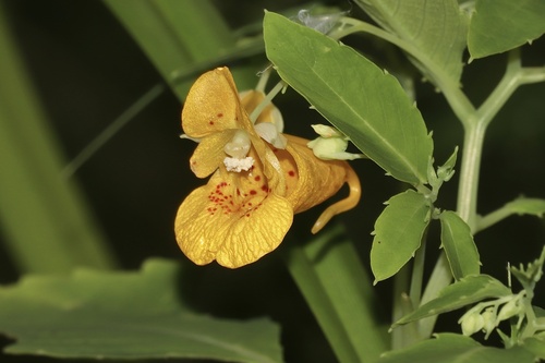 Impatiens capensis