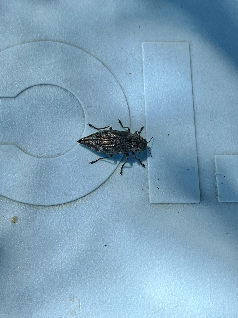 Eastern Poplar Buprestid Beetle