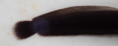 Clarias theodorae