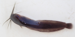 Clarias theodorae