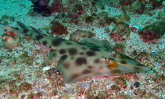 Banks Shovelnose Ray photo 2