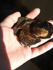 Isognomon alatus