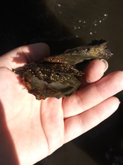 Isognomon alatus