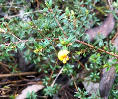 Pultenaea pedunculata