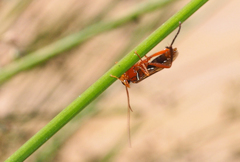 Lissopimpla