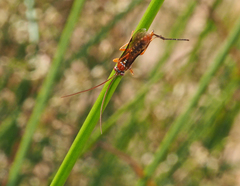Lissopimpla