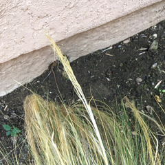 Elgaria multicarinata