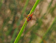Lissopimpla
