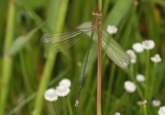 Lestes elatus