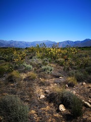 Leucadendron chamelaea