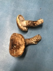 Tricholoma dulciolens