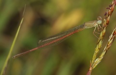 Ceriagrion olivaceum