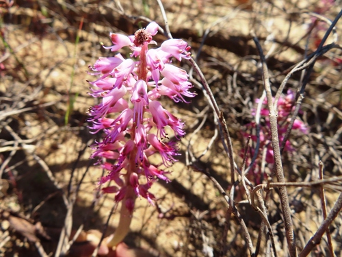 Image of Lachenalia nardousbergensis by (c) linkie, some rights reserved (CC BY)