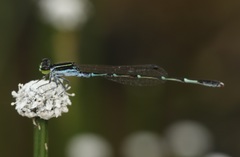 Agriocnemis splendidissima