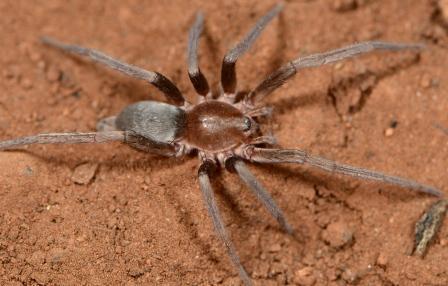 Theuma elucubata