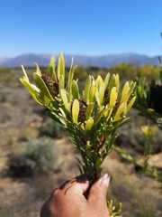 Leucadendron chamelaea