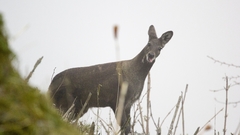Moschus