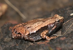 Microhyla nilphamariensis