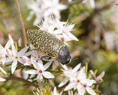 Stigmodera macularia
