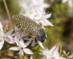 Stigmodera macularia