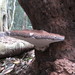 Ganoderma australe - Photo (c) greg n, μερικά δικαιώματα διατηρούνται (CC BY-NC), uploaded by greg n