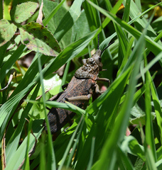 Dictyophorus griseus