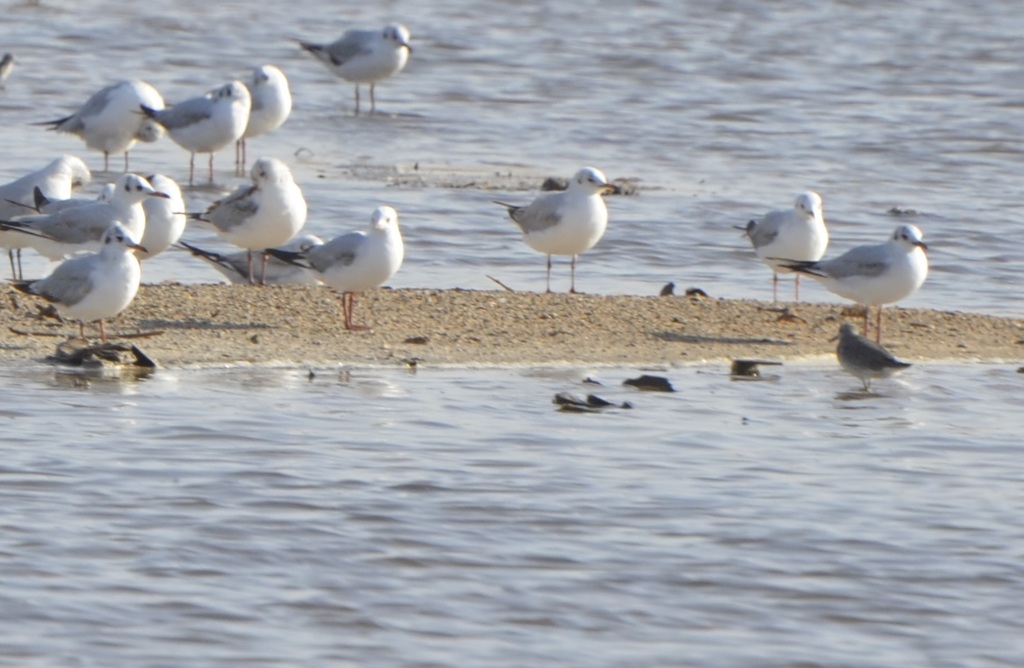 Black-headed Gull From Tevragh Zeina, Nouakchott, Mauritanie On March 