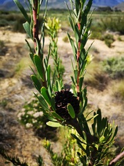 Leucadendron chamelaea