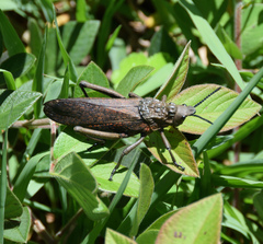 Dictyophorus griseus