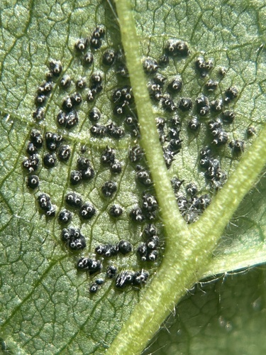 Mamianiella coryli, 2025-07-24