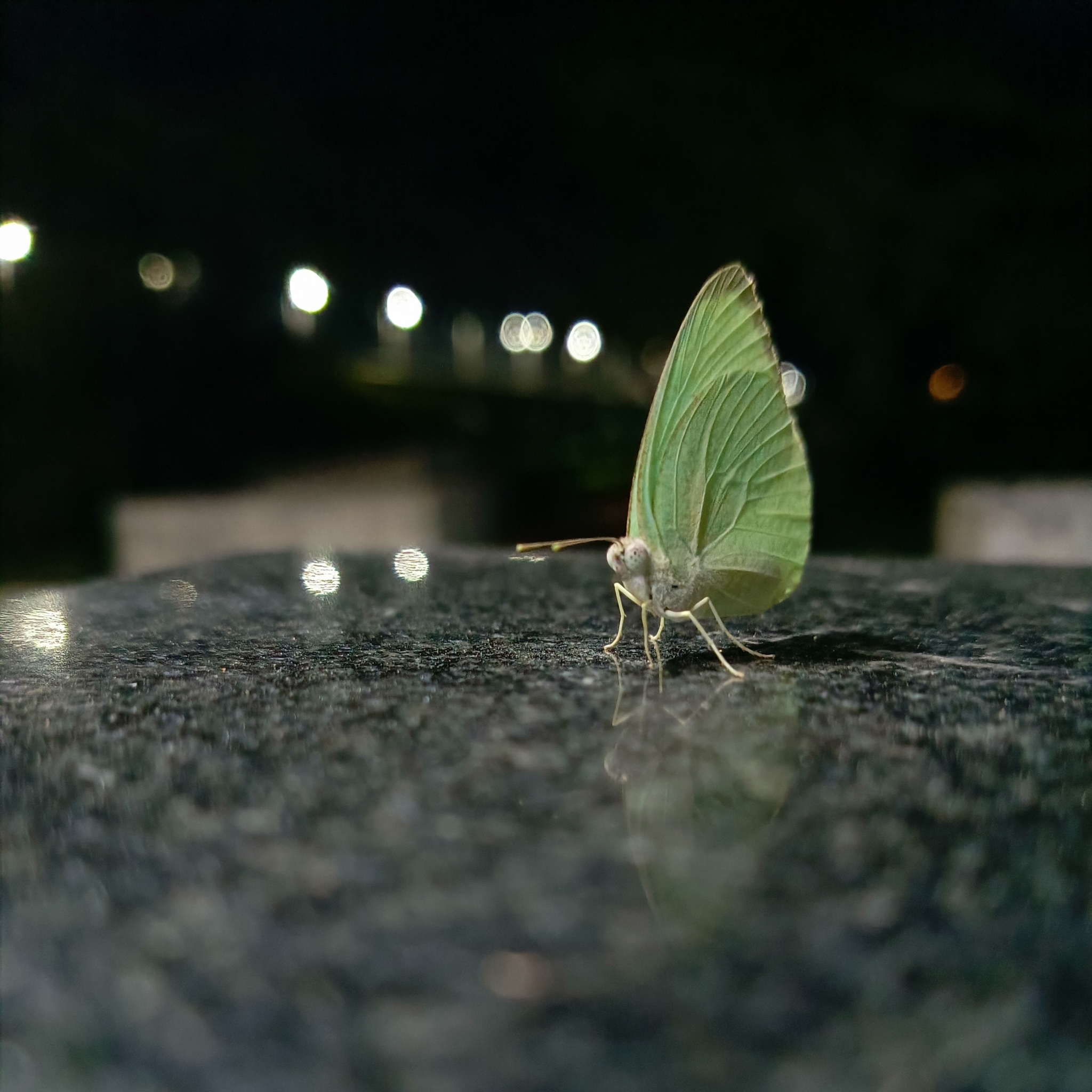 Mottled Emigrant