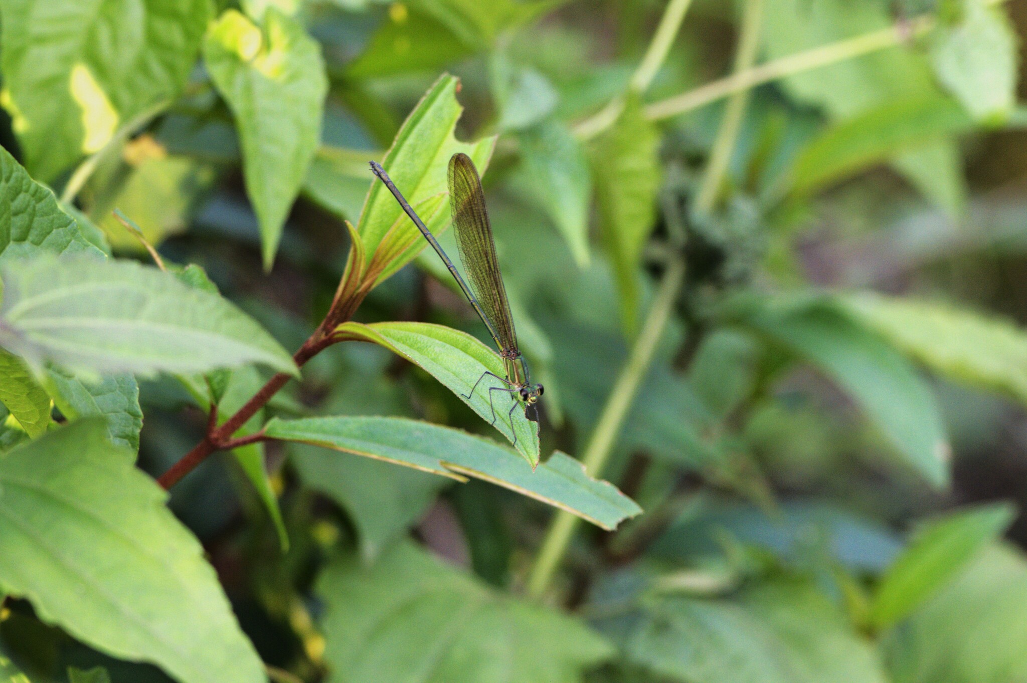 Clear-Winged Flashwing