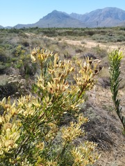 Leucadendron chamelaea
