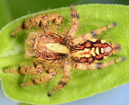 Brown Hyllus Jumping Spider