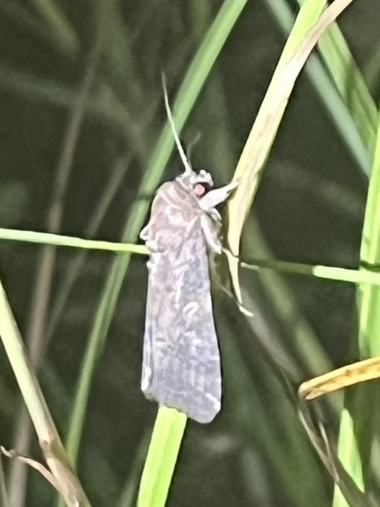 Fall Armyworm Moth from Sam Houston National Forest, Huntsville, TX, US ...