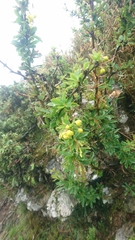 Berberis morrisonensis
