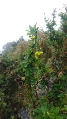 Berberis morrisonensis
