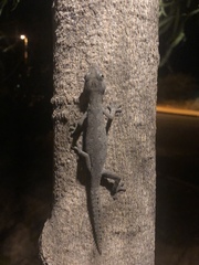 Strophurus ciliaris aberrans