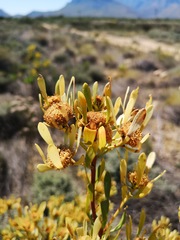 Leucadendron chamelaea
