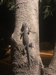 Strophurus ciliaris aberrans