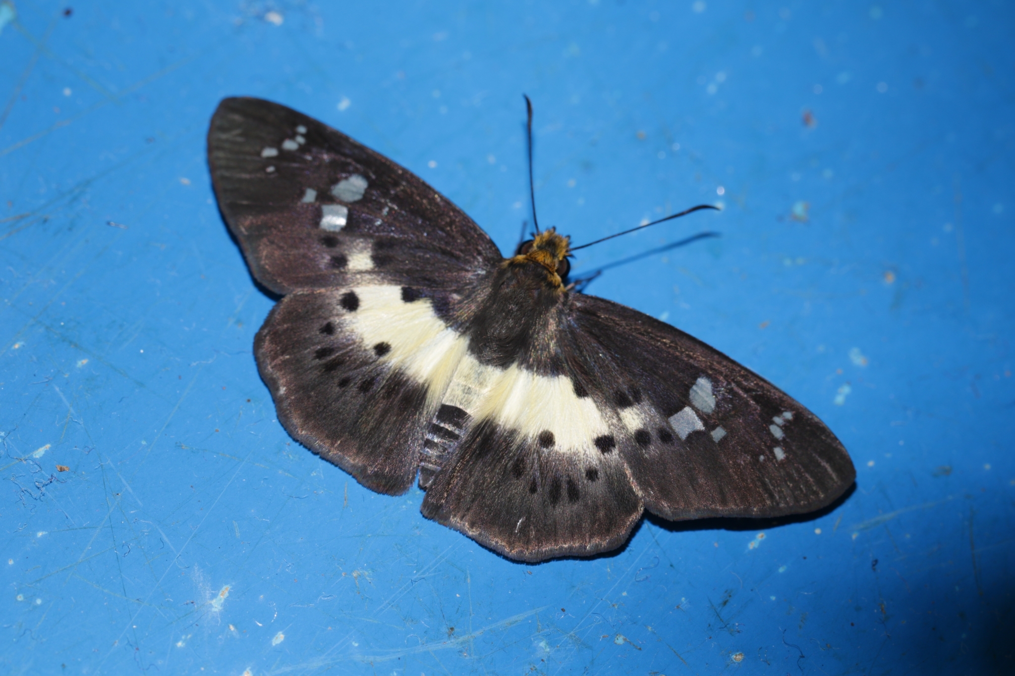 Common Yellow-Breasted Flat