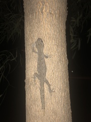 Strophurus ciliaris aberrans