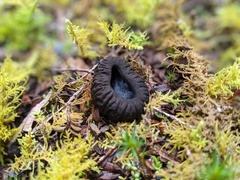 Plectania rhytidia