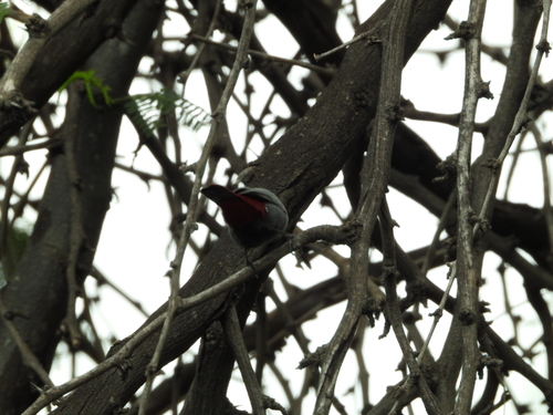 Estrilda caerulescens, 2025-06-16