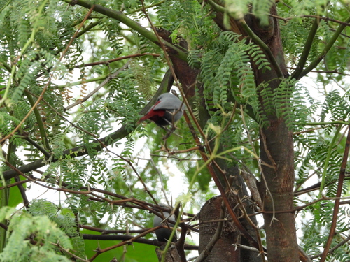 Estrilda caerulescens, 2025-06-16